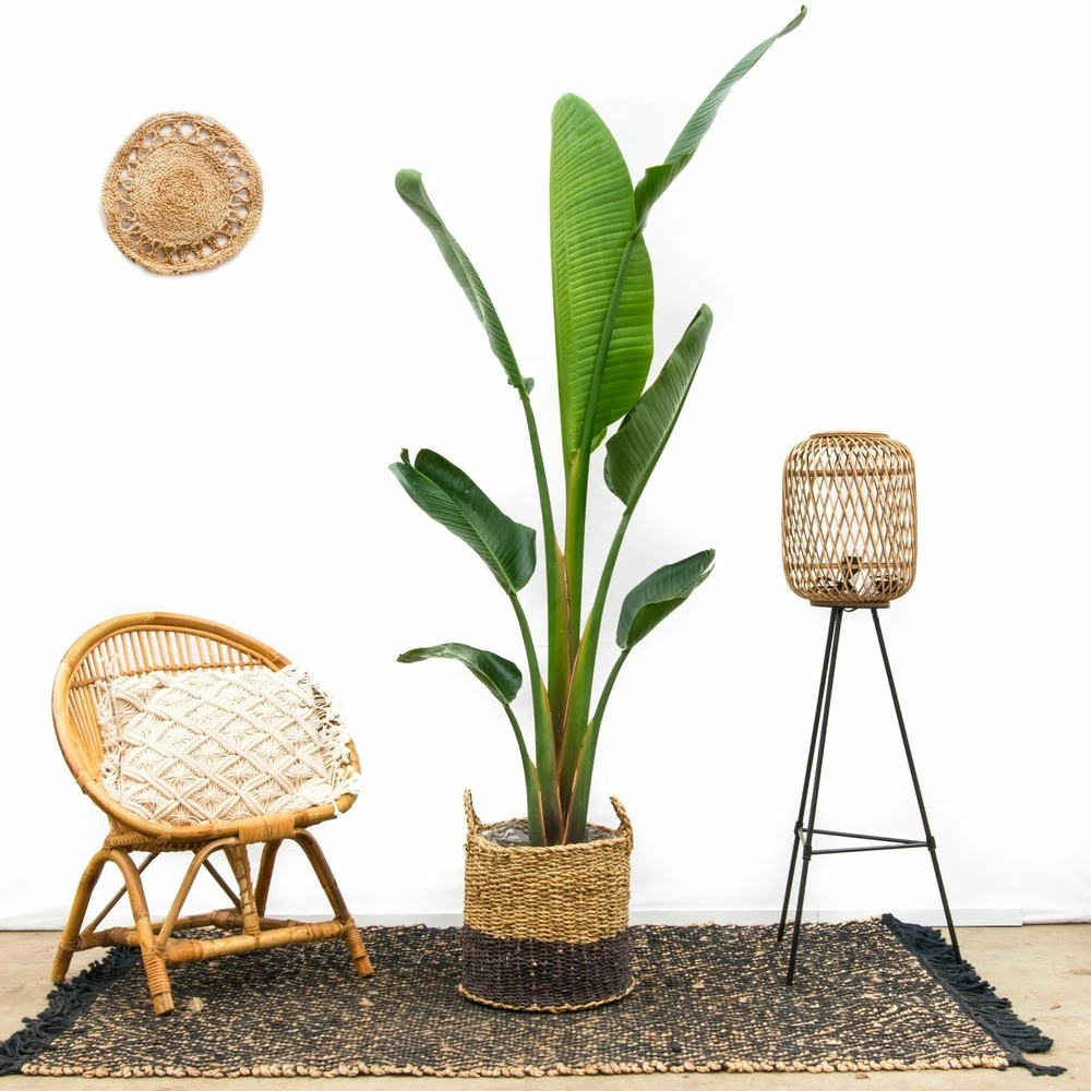 Strelitzia Augusta Xxl - H210cm, ø30cm - Très Grande Plante D'intérieur 5 Strelitzia Augusta Xxl - H210cm, ø30cm - Très Grande Plante D'intérieur – Image 3