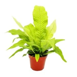 Fougère Crocodile - Microsorum Musifolium Crocodyllus - Pot 12cm