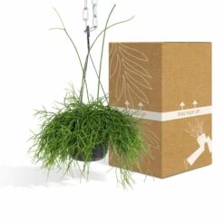 Rhipsalis Baccifera - H30cm, ø12cm - Plante D'intérieur Tombante 10 Rhipsalis Baccifera - H30cm, ø12cm - Plante D'intérieur Tombante -Terre et Verdure e978edd2f51248df