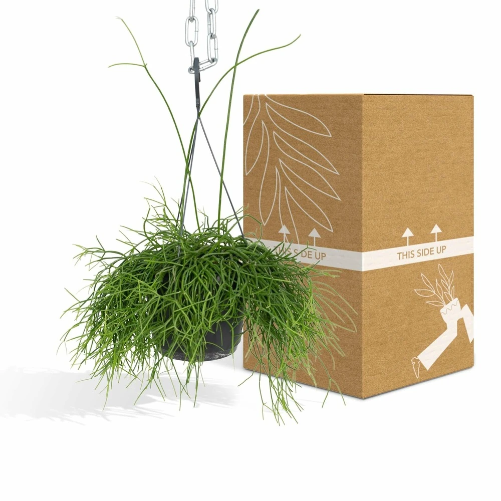 Rhipsalis Baccifera - H30cm, ø12cm - Plante D'intérieur Tombante 6 Rhipsalis Baccifera - H30cm, ø12cm - Plante D'intérieur Tombante – Image 4