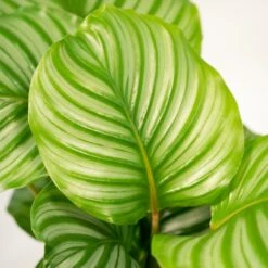 Calathea Orbifolia Et Son Panier Naturel - H65cm, ø19cm - Plante D'intérieur -Terre et Verdure e9c503b56a227f5c