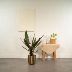 Alocasia Lauterbachiana - H80cm, ø19cm - Grande Plante D'intérieur -Terre et Verdure ea09580894c9defe