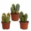 Cactus, Box De 3 Plantes - H15cm, ø10,5cm - Plantes D'intérieur -Terre et Verdure ea5409007f7371b7