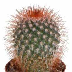 Cactus, Box De 5 Plantes - H8cm, ø5,5cm - Plantes D'intérieur -Terre et Verdure eabf162e297f7ccf