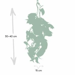 Epipremnum Aureum Scindapsus - H25cm, ø15cm - Plante D'intérieur Tombante -Terre et Verdure eb0c820c9f03c051