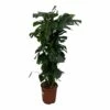 Monstera Deliciosa Xxl - H150cm, ø24cm - Très Grande Plante D'intérieur -Terre et Verdure eb49c72f94e81317