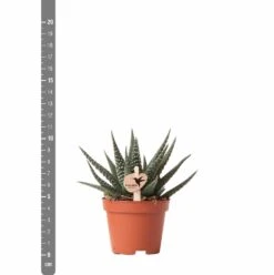 Haworthia - H11cm, ø6cm - Plante D'intérieur 10 Haworthia - H11cm, ø6cm - Plante D'intérieur -Terre et Verdure eb6d65895f5d6334