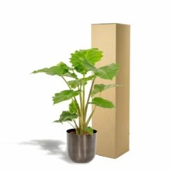 L'alocasia Portodora Et Son Cache-pot Métal Argenté - H80cm, ø21cm - Grande Plante D'intérieur -Terre et Verdure ecf59edf94fcf0cd