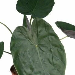 Alocasia Wentii - H70cm, ø19cm - Grande Plante D'intérieur -Terre et Verdure ee02d9b8ae7379d6