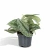 Pothos Scindapsus Pictus Epipremnum - H15cm, ø12cm - Plante D'intérieur Tombante 1 Pothos Scindapsus Pictus Epipremnum - H15cm, ø12cm - Plante D'intérieur Tombante -Terre et Verdure ee5670c5e93d6a40