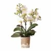 Orchidée Blanche Phalaenopsis - H35cm, ø9cm - Plante D'intérieur Fleurie -Terre et Verdure ee78c5c4508ca075