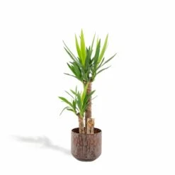 Yucca Xl Et Son Cache-pot Marron - H100cm, ø21cm - Très Grande Plante D'intérieur