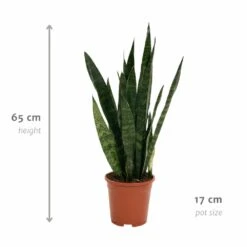 Sansevieria Zeylanica - H65cm, ø17cm - Plante D'intérieur Sans Entretien -Terre et Verdure efa5332a63f220c6