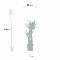 Yucca X3 - Grandes Plantes D'intérieur -Terre et Verdure f0602f8bf1fb9d9b