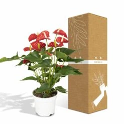 Anthurium Rouge - H55cm, ø17cm - Plante D'intérieur 11 Anthurium Rouge - H55cm, ø17cm - Plante D'intérieur -Terre et Verdure f142fbabc9731d72