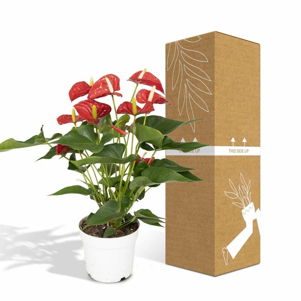 Anthurium Rouge - H55cm, ø17cm - Plante D'intérieur 7 Anthurium Rouge - H55cm, ø17cm - Plante D'intérieur – Image 5