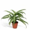 Aglaonema Cutlass - H30cm, ø12cm - Plante D'intérieur