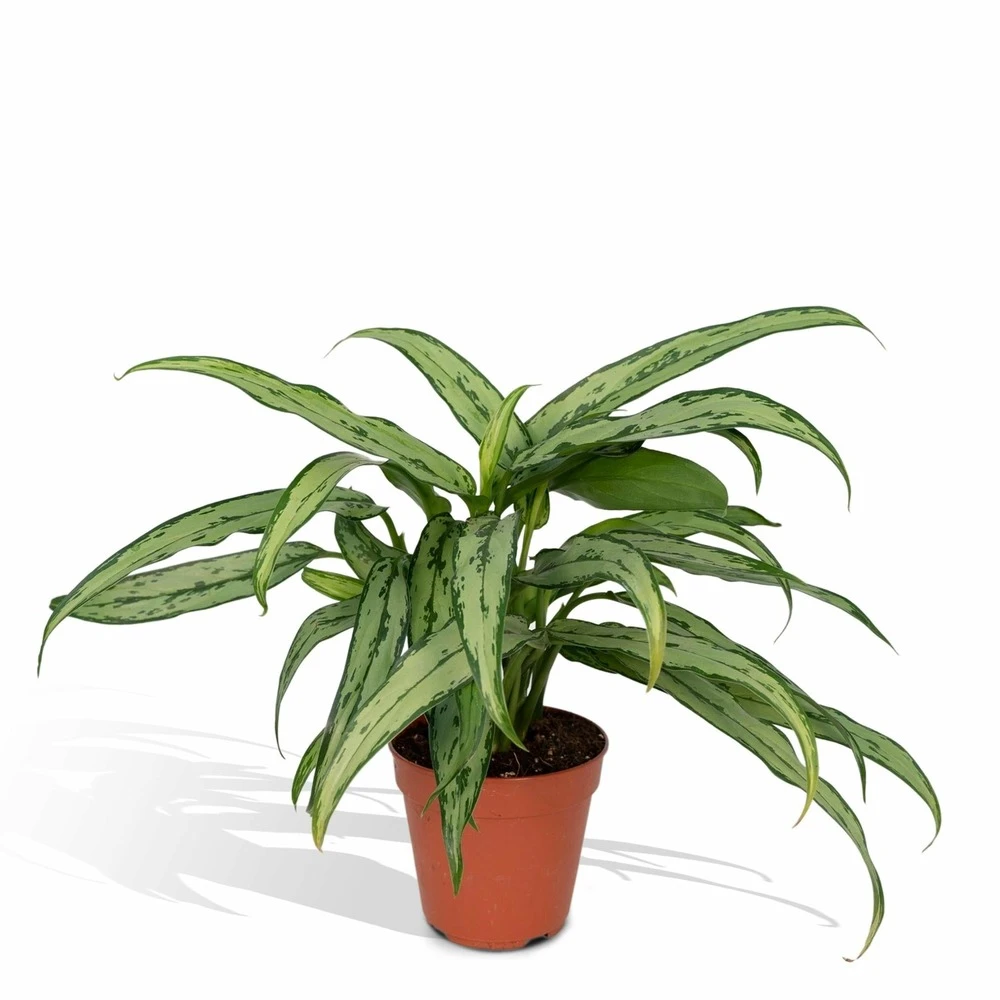 Aglaonema Cutlass - H30cm, ø12cm - Plante D'intérieur 3 Aglaonema Cutlass - H30cm, ø12cm - Plante D'intérieur