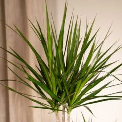 Dracaena Marginata - H100cm, ø19cm - Très Grande Plante D'intérieur -Terre et Verdure f23e880432de9a1d