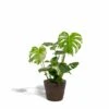 Delicious Monstera Et Son Panier Noir - H80cm, ø21cm - Plante D'intérieur 2 Delicious Monstera Et Son Panier Noir - H80cm, ø21cm - Plante D'intérieur -Terre et Verdure f2ee734857389449