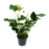 Flamant Flamant Blanc, Anthurium Anderanum, Pot De 17cm 1 Flamant Flamant Blanc, Anthurium Anderanum, Pot De 17cm -Terre et Verdure f35ea9b05bee7344