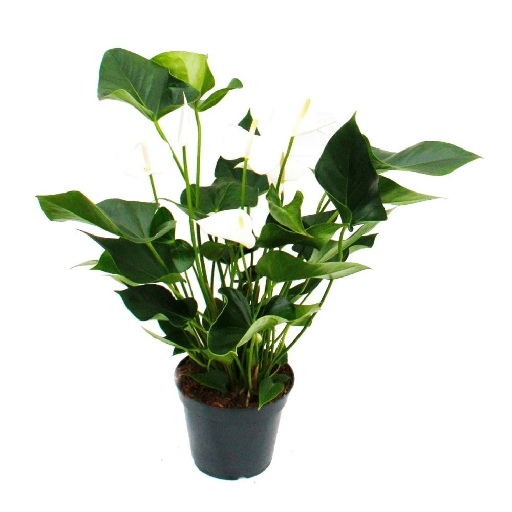 Flamant Flamant Blanc, Anthurium Anderanum, Pot De 17cm 3 Flamant Flamant Blanc, Anthurium Anderanum, Pot De 17cm