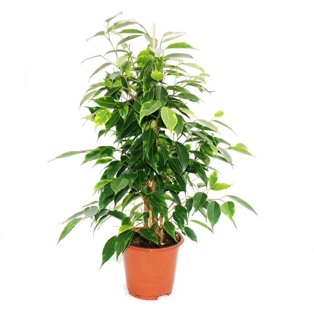 Ficus Benjamini "anastasia", Bouleau Figue 14cm 3 Ficus Benjamini "anastasia", Bouleau Figue 14cm