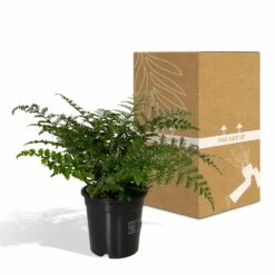 Asplenium Parvati - H30cm, ø17cm - Plante D'intérieur -Terre et Verdure f3ae6079c3c8244e