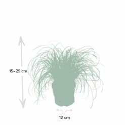 Herbe à Chat - H20cm, ø12cm - Plante D'intérieur -Terre et Verdure f3d68845697a0a0e