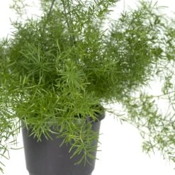 Asparagus Sprengeri Hang - H35cm, ø17cm - Plante D'intérieur Tombante -Terre et Verdure f51ab602254636cf