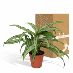 Aglaonema Cutlass - H30cm, ø12cm - Plante D'intérieur 11 Aglaonema Cutlass - H30cm, ø12cm - Plante D'intérieur -Terre et Verdure f525f686f3b27056