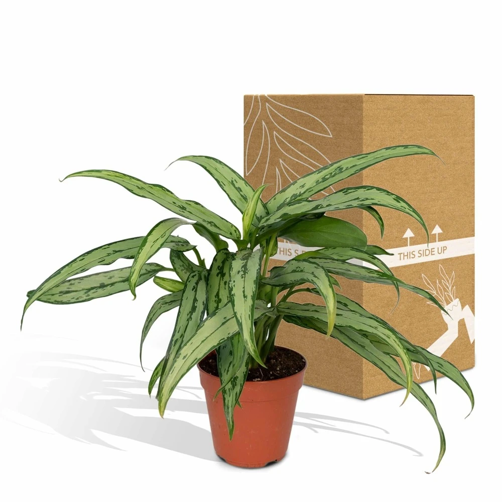 Aglaonema Cutlass - H30cm, ø12cm - Plante D'intérieur 7 Aglaonema Cutlass - H30cm, ø12cm - Plante D'intérieur – Image 5