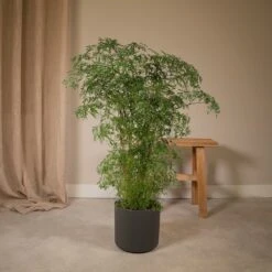 Polyscias Fruticosa - H75cm, ø21cm - Grande Plante D'intérieur -Terre et Verdure f5c3050f7d15c9df