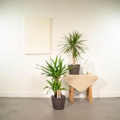 Yucca, Dracaena, Duo De Plantes - Plantes D'intérieur -Terre et Verdure f5f39dbae7d6dcd0