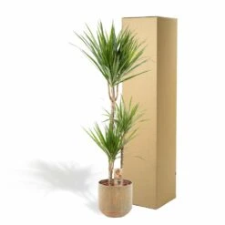 Dracaena Et Son Cache-pot - H120cm, ø21cm - Très Grande Plante D'intérieur 11 Dracaena Et Son Cache-pot - H120cm, ø21cm - Très Grande Plante D'intérieur -Terre et Verdure f6d4a226b56d89b2
