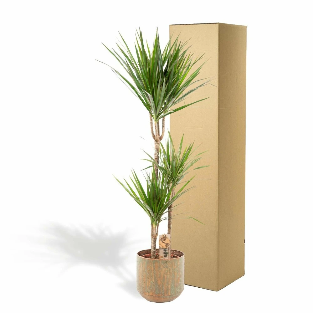 Dracaena Et Son Cache-pot - H120cm, ø21cm - Très Grande Plante D'intérieur 7 Dracaena Et Son Cache-pot - H120cm, ø21cm - Très Grande Plante D'intérieur – Image 5