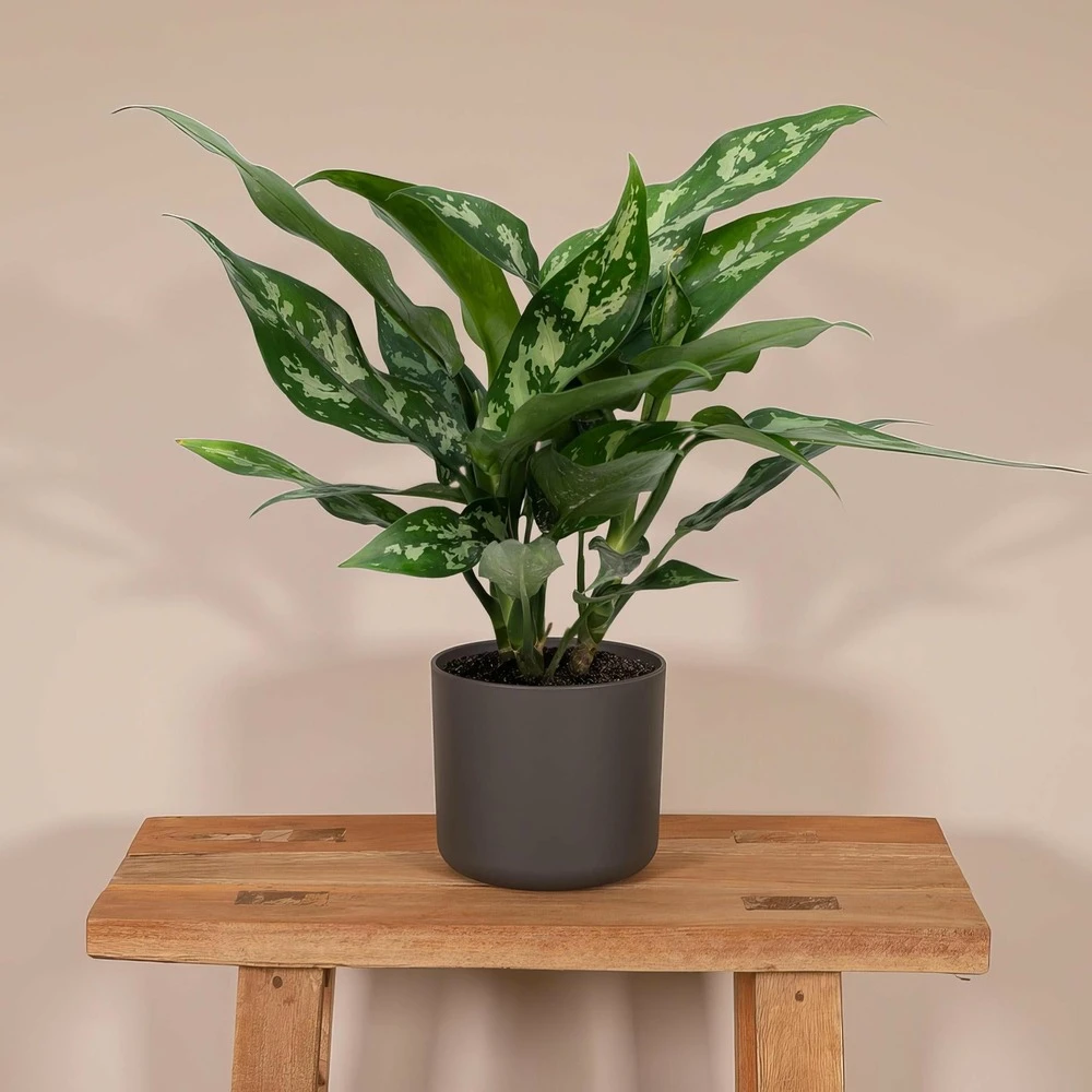 Aglaonema Maria - H30cm, ø12cm - Plante D'intérieur 4 Aglaonema Maria - H30cm, ø12cm - Plante D'intérieur – Image 2
