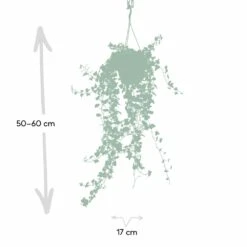 Hedera Lierre Tombant - H70cm, ø17cm - Plante D'intérieur Tombante 9 Hedera Lierre Tombant - H70cm, ø17cm - Plante D'intérieur Tombante -Terre et Verdure f6faa6832659546c