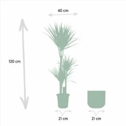 Dracaena Et Son Cache-pot Effet Rouille - H120cm, ø21cm - Très Grande Plante D'intérieur -Terre et Verdure f7a74c69b89c170f