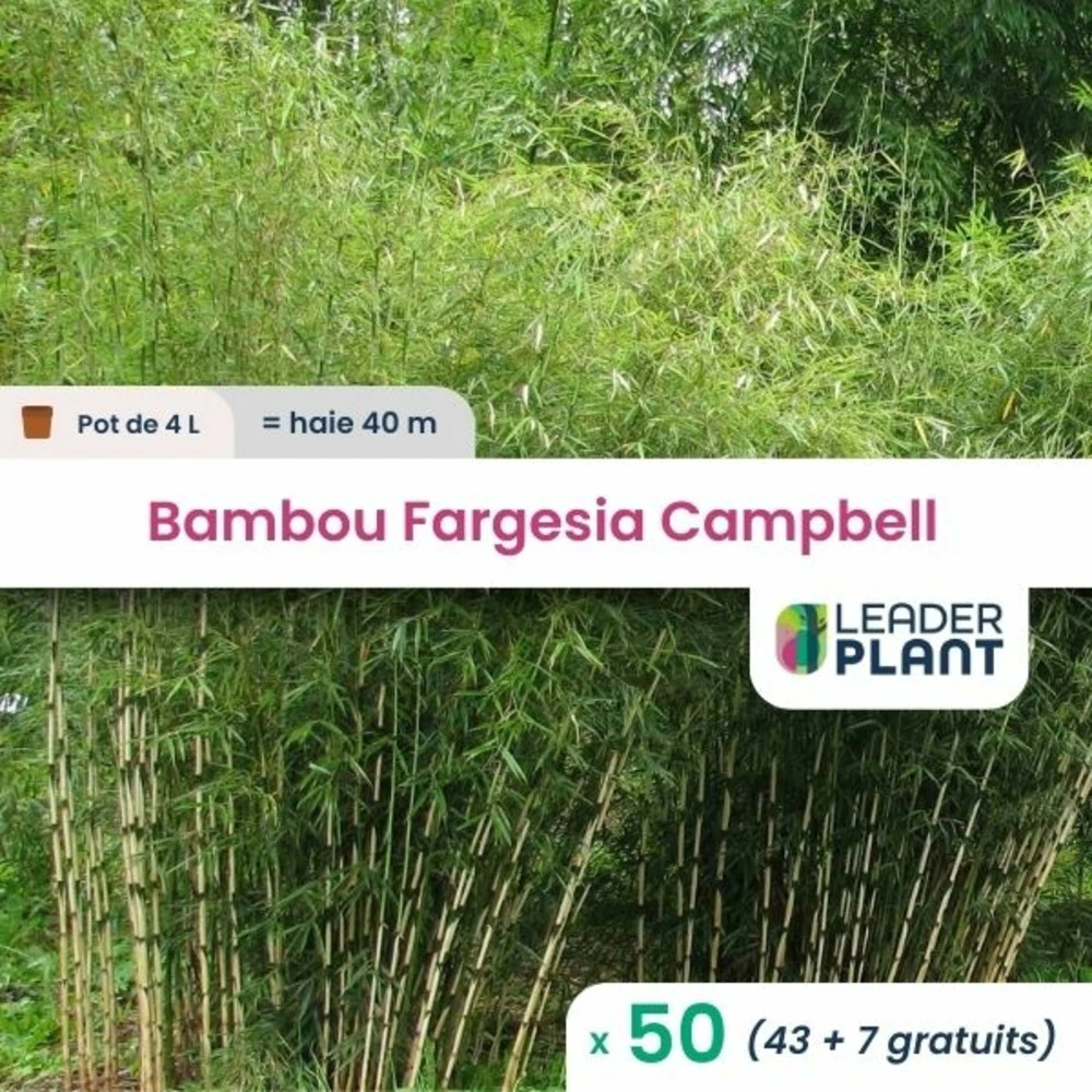 50 X Bambou Fargesia Campbell En Pot De 4 L 3 50 X Bambou Fargesia Campbell En Pot De 4 L