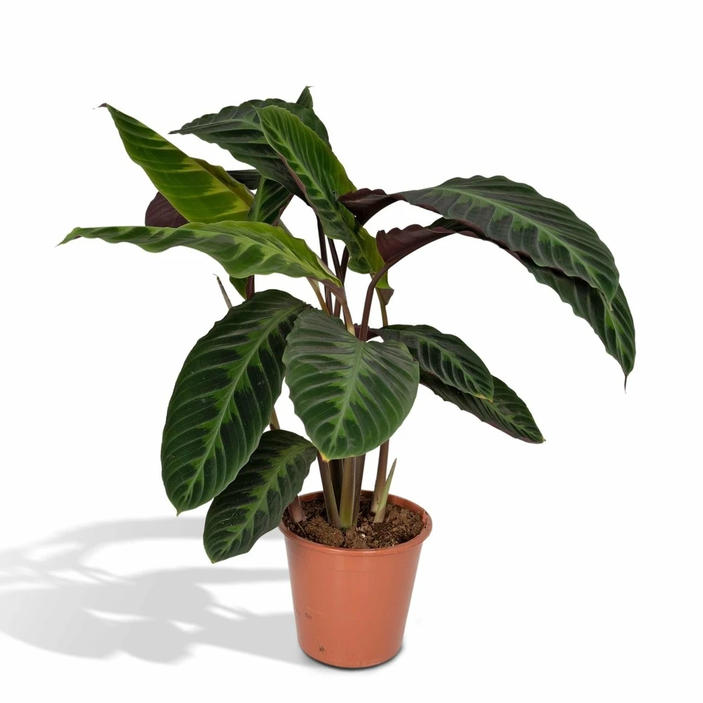 Calathea Warscewiczii - H70cm, ø19cm - Grande Plante D'intérieur 3 Calathea Warscewiczii - H70cm, ø19cm - Grande Plante D'intérieur