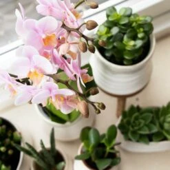 Crassula - H11cm, ø6cm - Plante D'intérieur -Terre et Verdure f93f378f0dac5bf6