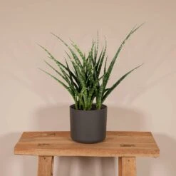 Sansevieria Fernwood Punk - H30cm, ø12cm - Plante D'intérieur Sans Entretien 8 Sansevieria Fernwood Punk - H30cm, ø12cm - Plante D'intérieur Sans Entretien -Terre et Verdure f98185fbae804a96