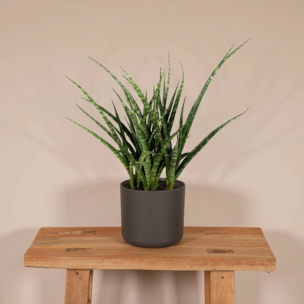 Sansevieria Fernwood Punk - H30cm, ø12cm - Plante D'intérieur Sans Entretien 4 Sansevieria Fernwood Punk - H30cm, ø12cm - Plante D'intérieur Sans Entretien – Image 2
