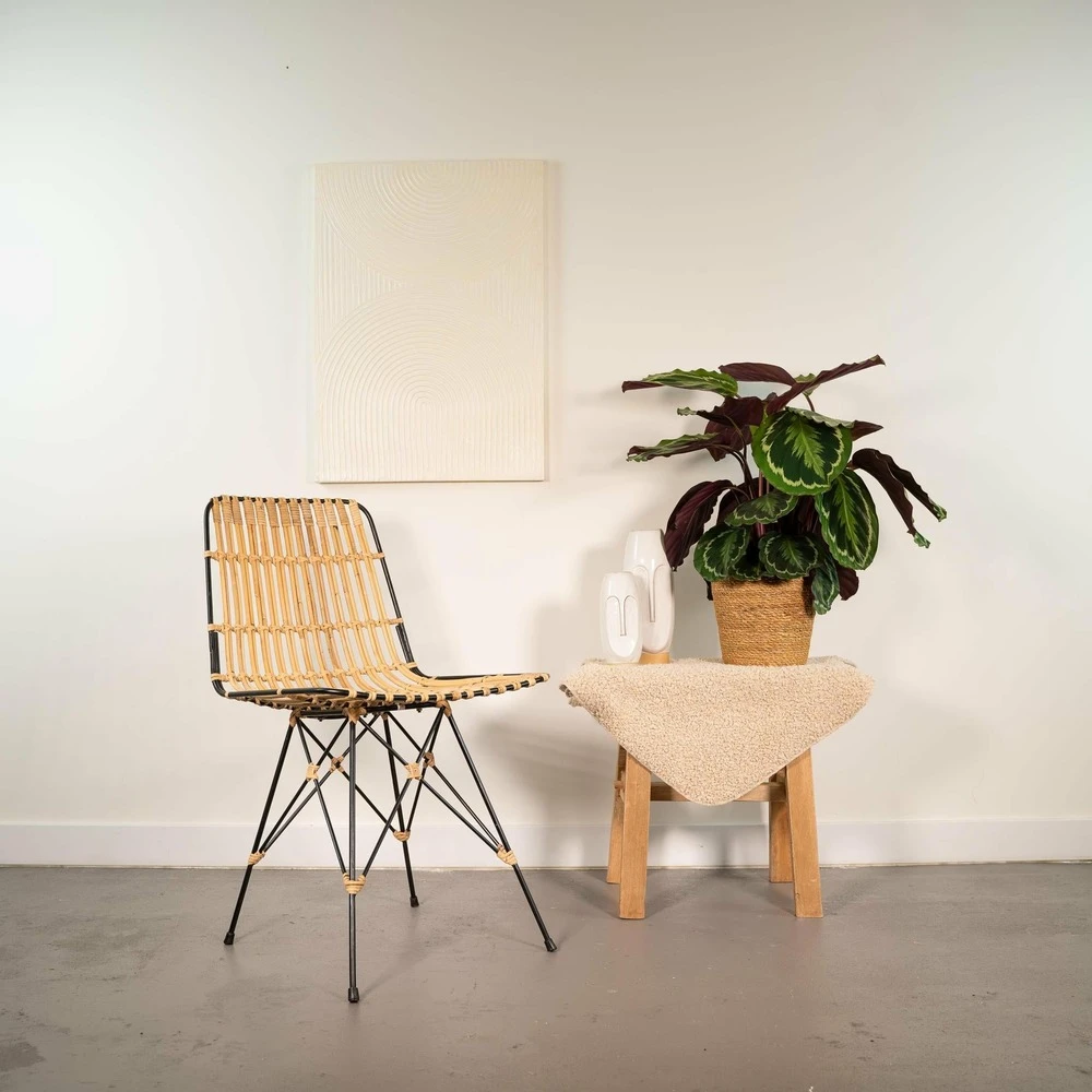 Calathea Médaillon Et Son Panier Naturel - H65cm, ø19cm - Plante D'intérieur 4 Calathea Médaillon Et Son Panier Naturel - H65cm, ø19cm - Plante D'intérieur – Image 2