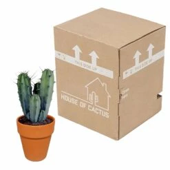 Myrtillocactus Et Son Cache-pot En Terracotta - H40cm, ø17cm - Plante D'intérieur -Terre et Verdure f9dc4db908057f89