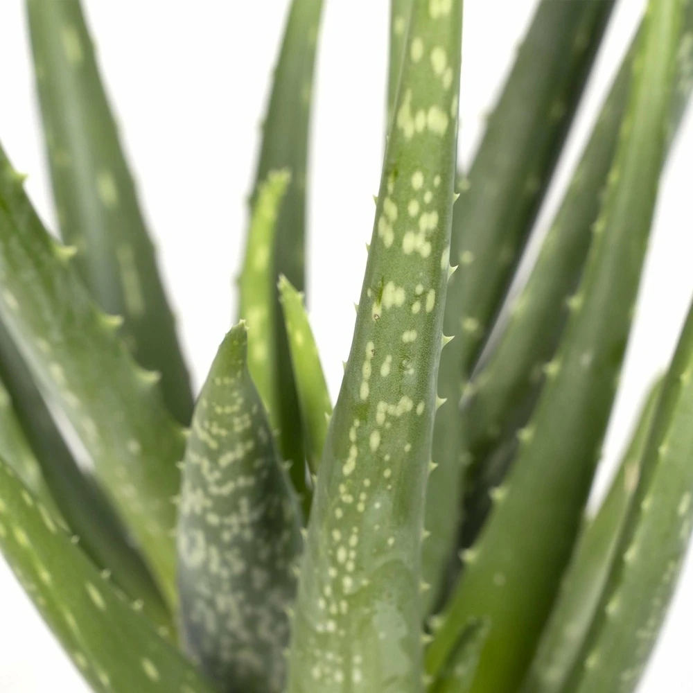 Aloe Vera - H30cm, ø12cm - Plante D'intérieur Succulente 5 Aloe Vera - H30cm, ø12cm - Plante D'intérieur Succulente – Image 3