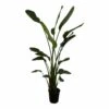 Strelitzia Nicolai Xxl - H180cm, ø24cm - Très Grande Plante D'intérieur -Terre et Verdure fb7f0369aabb9226