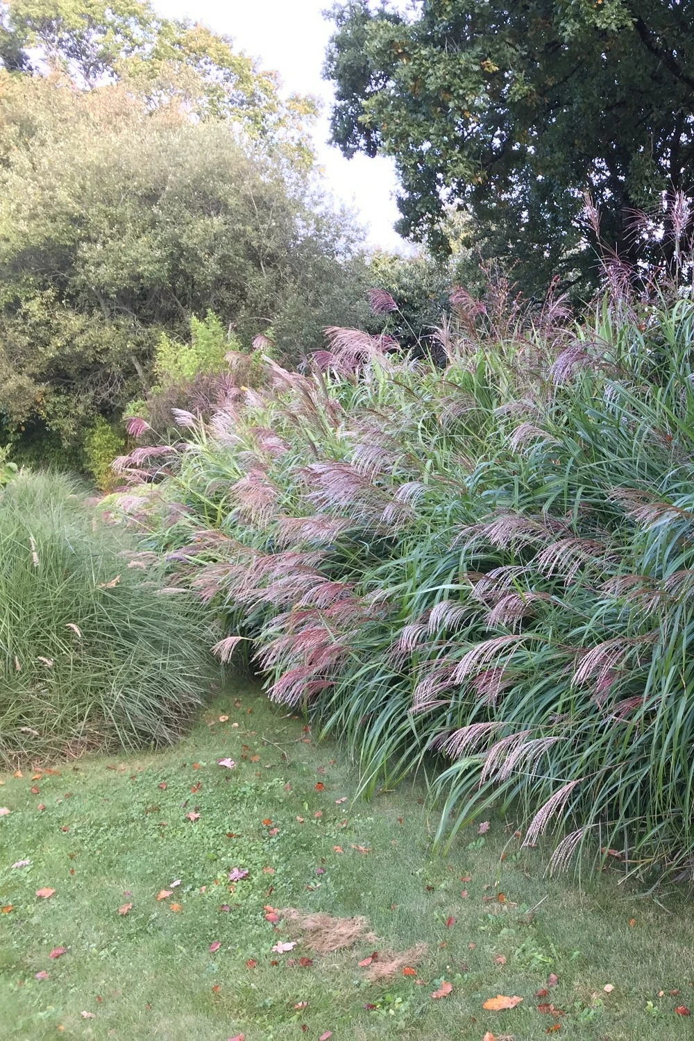 Miscanthus 'gracillimus' - 3l 3 Miscanthus 'gracillimus' - 3l