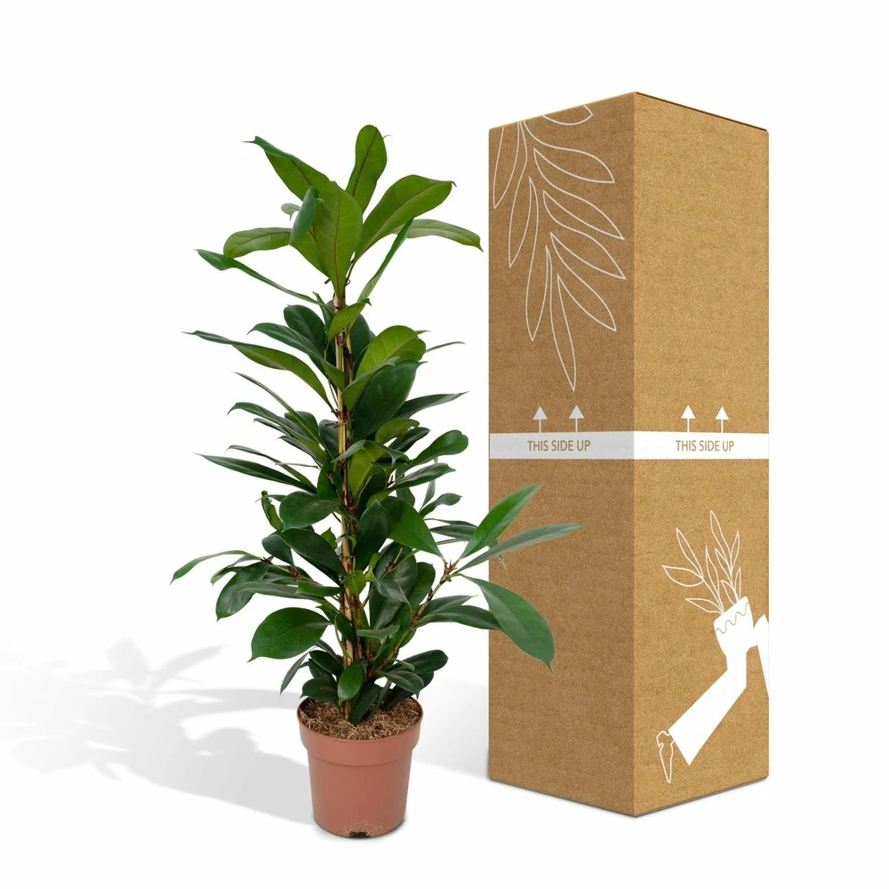 Ficus Cyathistipula - H80cm, ø21cm - Grande Plante D'intérieur 7 Ficus Cyathistipula - H80cm, ø21cm - Grande Plante D'intérieur – Image 5